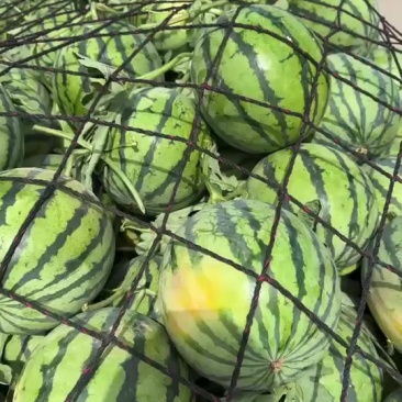 美都711大量上市