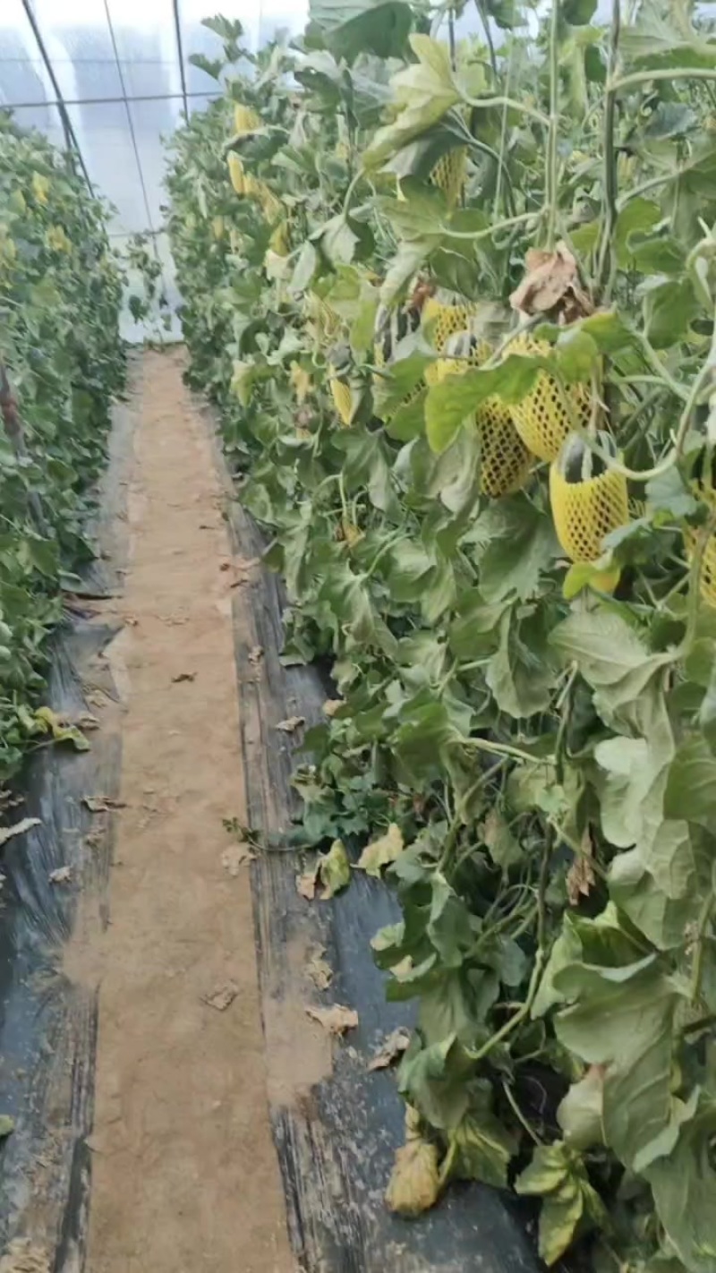博洋9