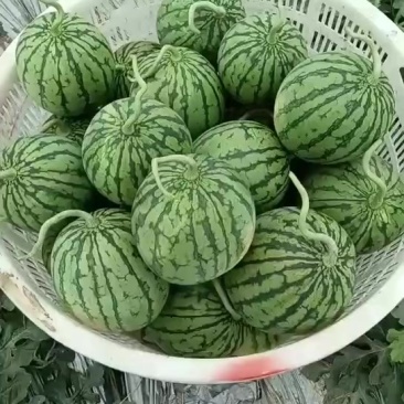 嘉秀口口脆