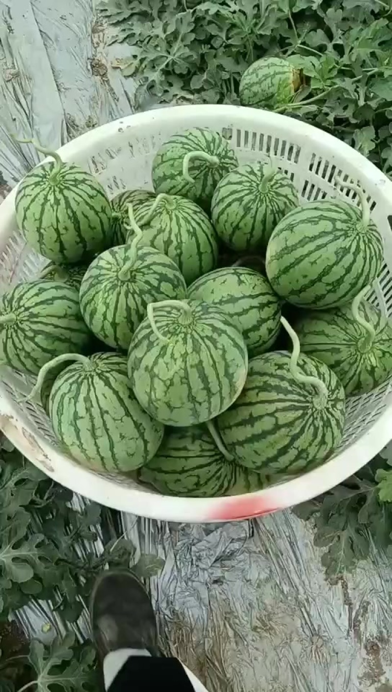 嘉秀口口脆