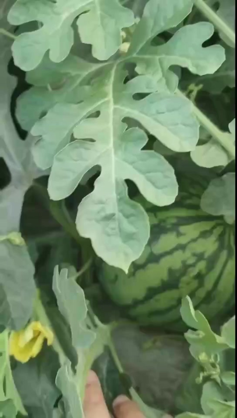 嘉秀口口脆