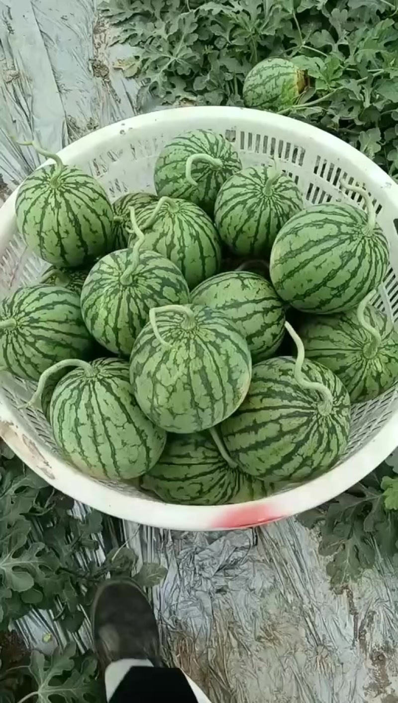 嘉秀口口脆