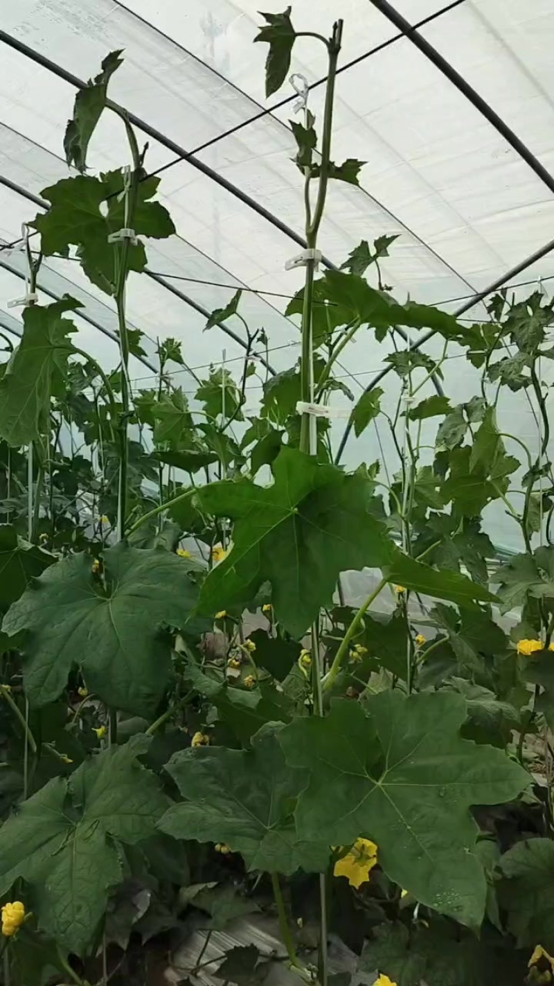 精品油皮短丝瓜