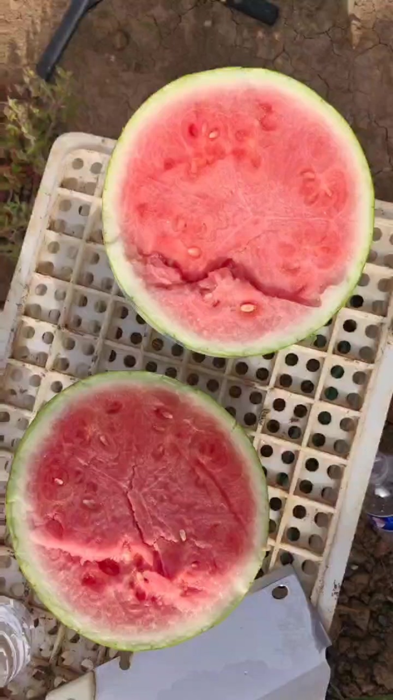 美都麒麟西瓜