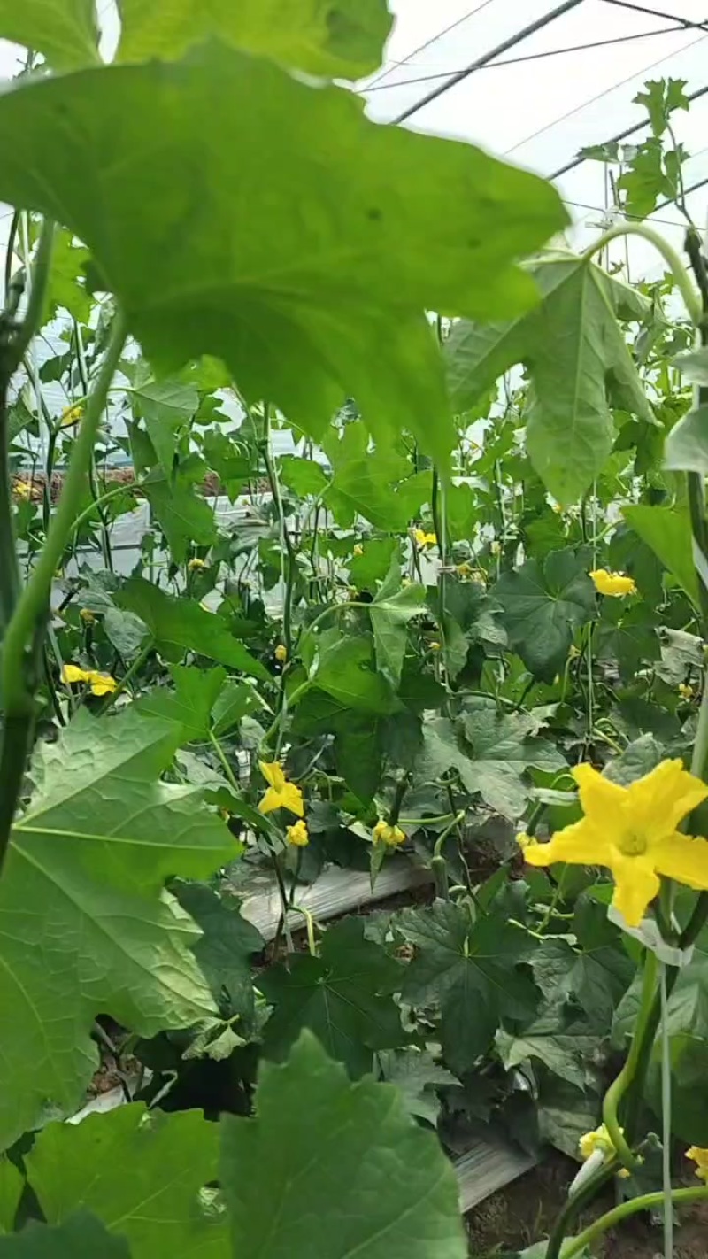 精品油皮短丝瓜