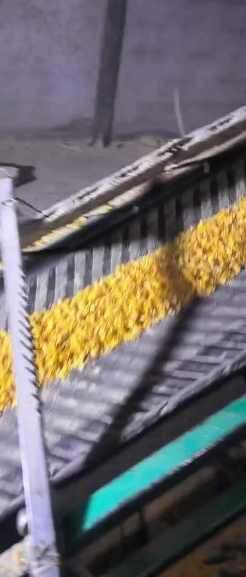 玉米压片