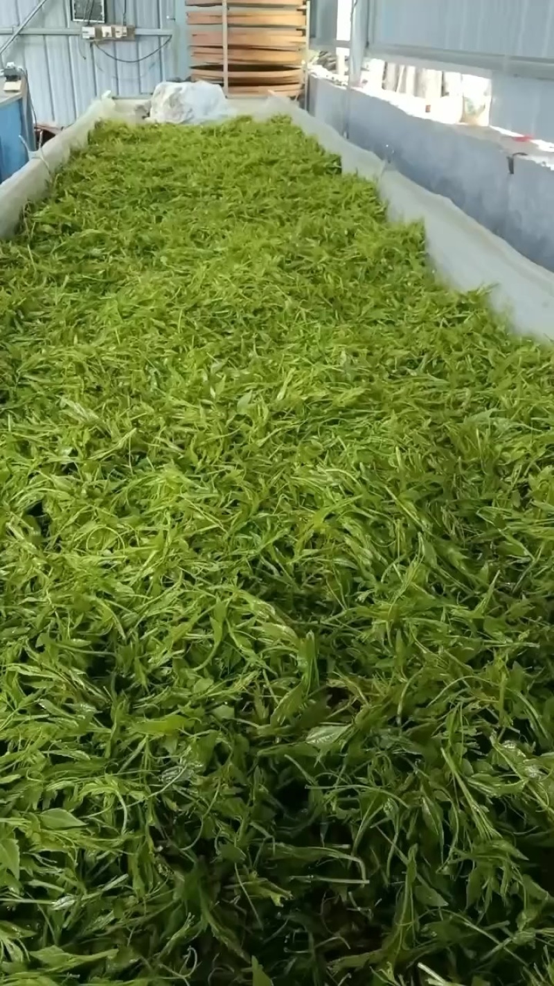 永顺莓茶自家种植