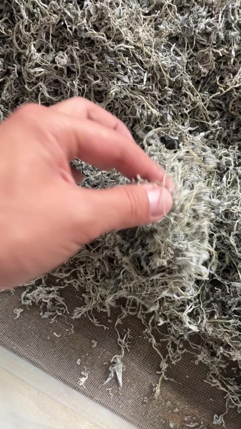 永顺莓茶自家种植