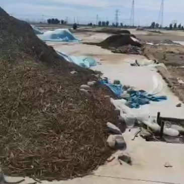 板蓝根