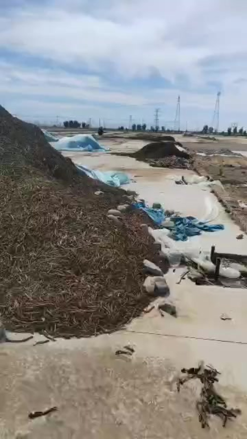 板蓝根