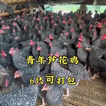 芦花鸡