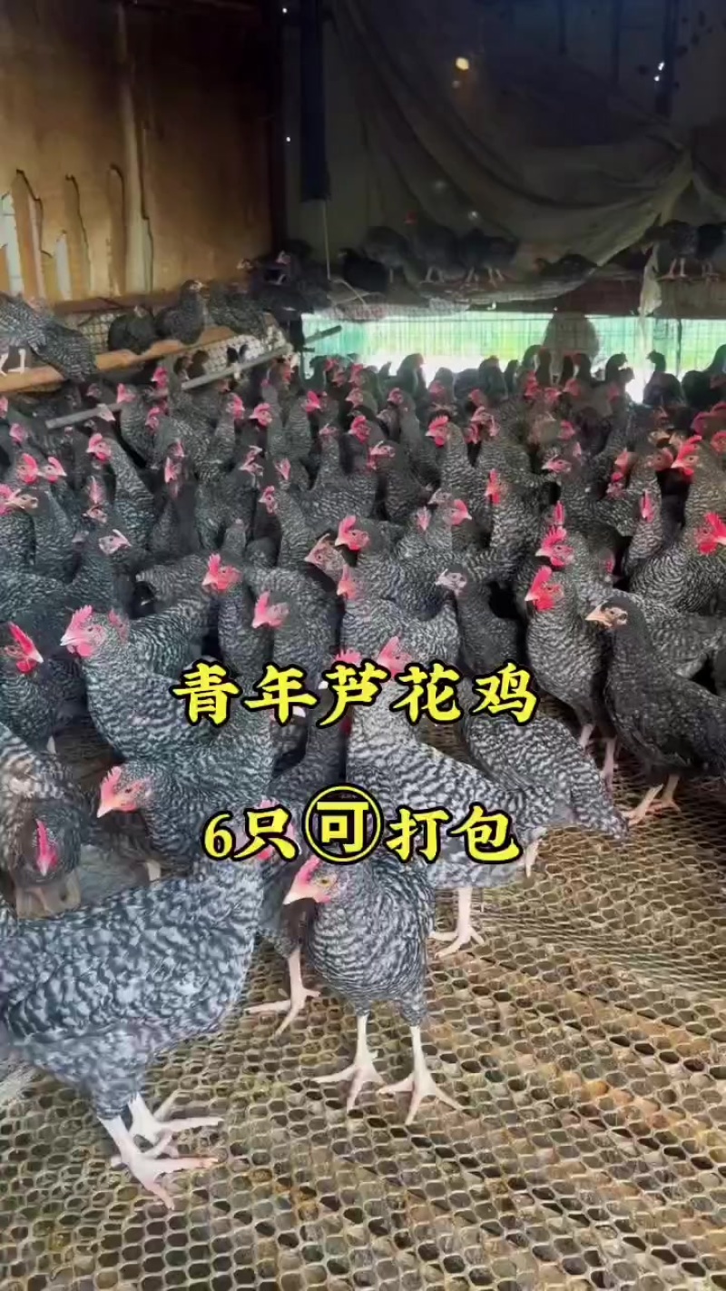 芦花鸡