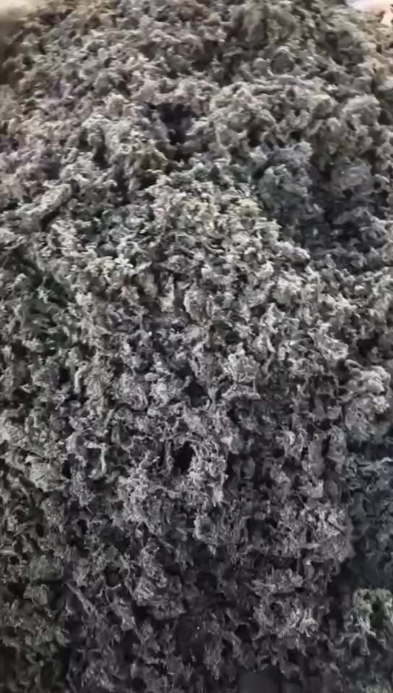 茵陈
