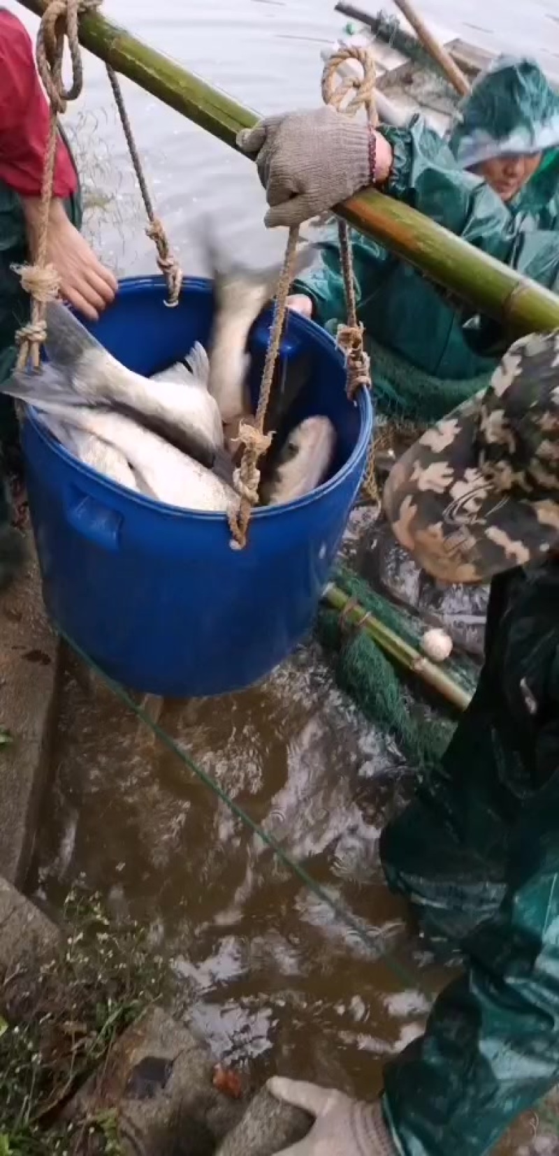 10号出花鲢鱼3万斤左右，规格2.5-3.2斤左右