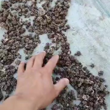 猫爪草