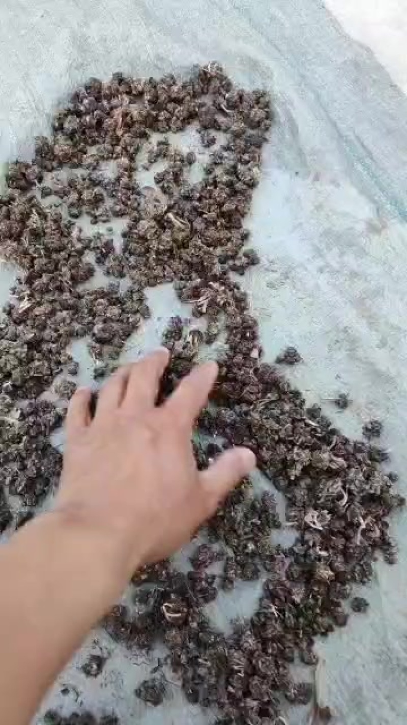猫爪草