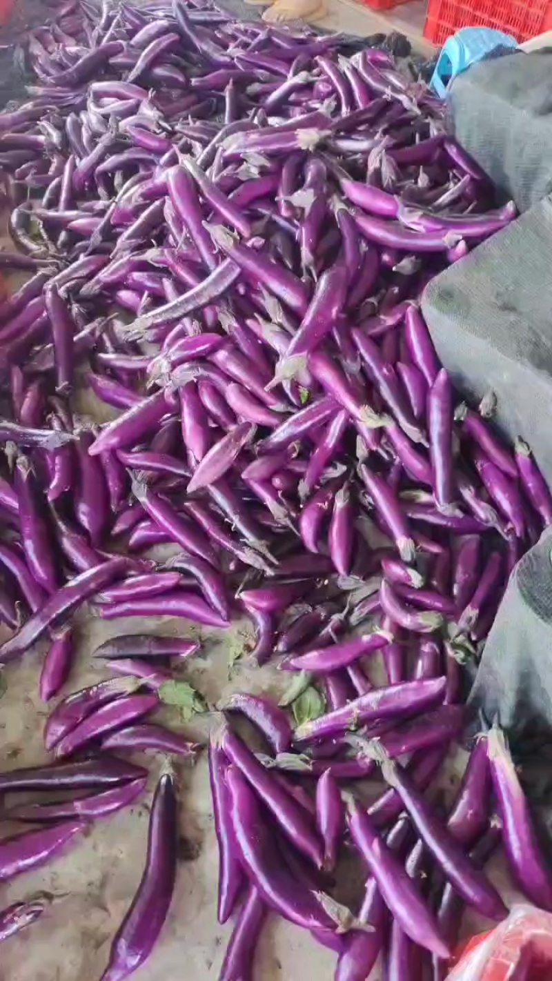 四川自贡二红茄子