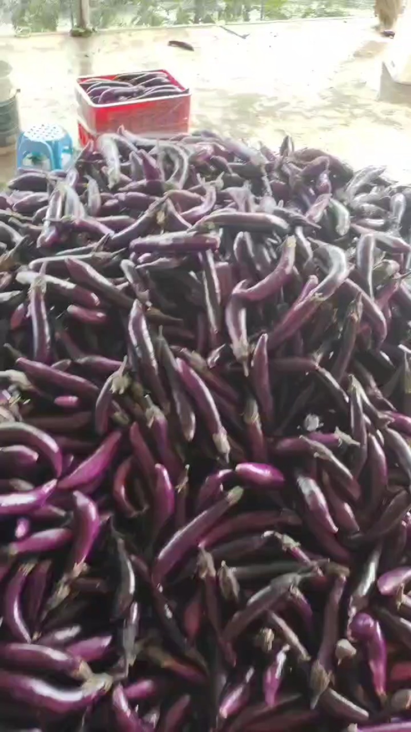 四川自贡二红茄子