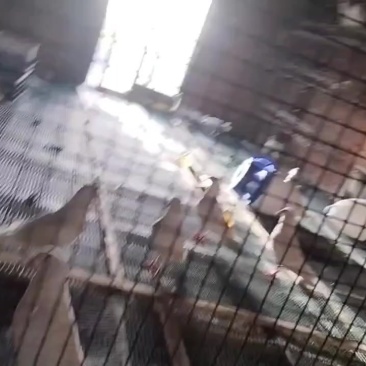 我有子鸽卖！
