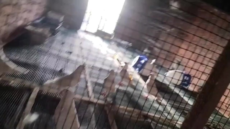 我有子鸽卖！