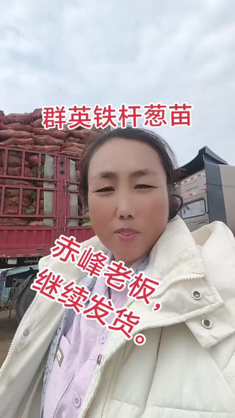 高端葱籽葱苗大量有货。欢迎有实力的老板合作。万亩苗床！