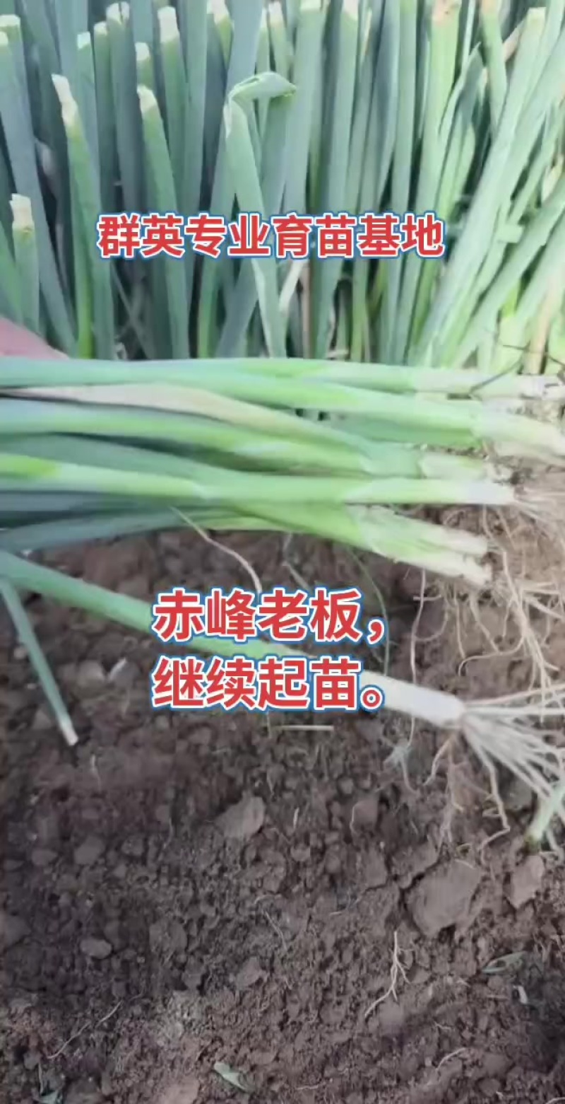 高端葱籽葱苗大量有货。欢迎有实力的老板合作。万亩苗床！