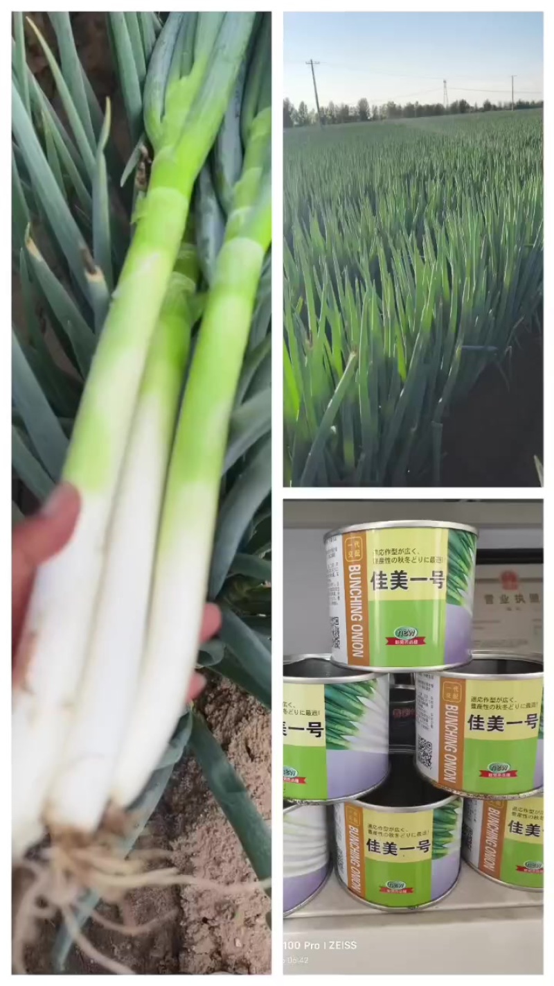 高端葱籽葱苗大量有货。欢迎有实力的老板合作。万亩苗床！