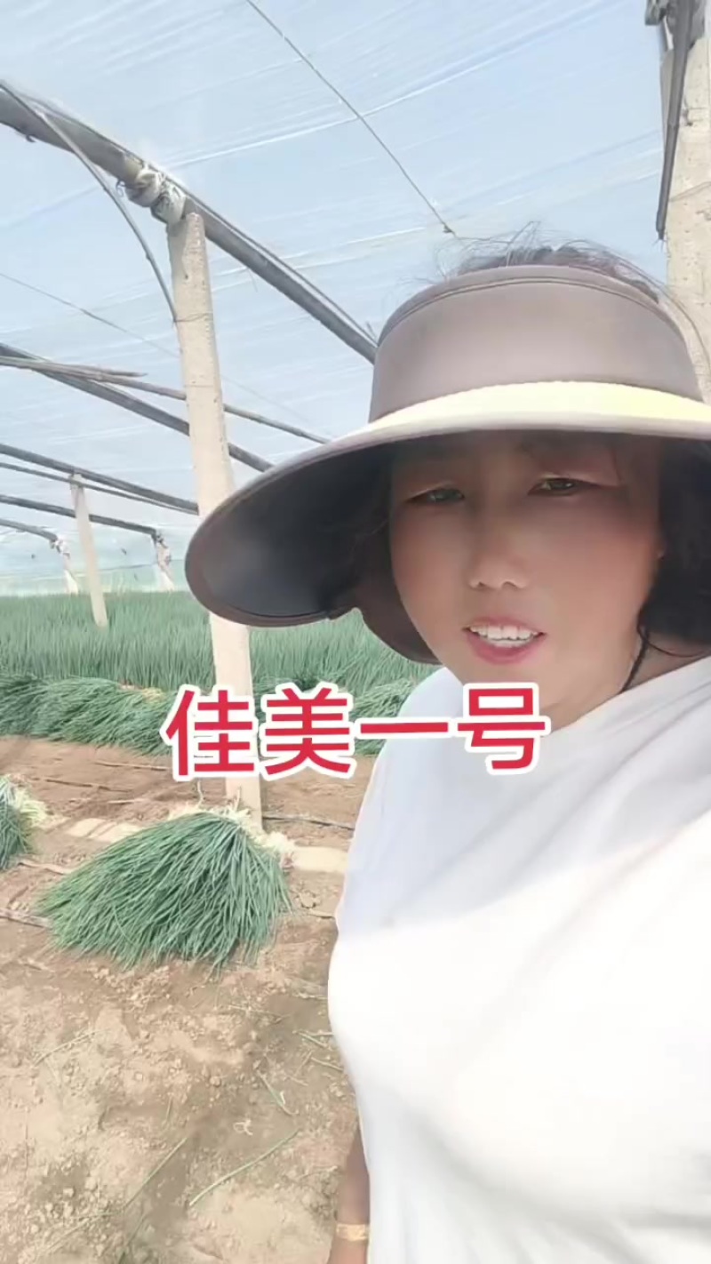 高端葱籽葱苗大量有货。欢迎有实力的老板合作。万亩苗床！