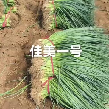 高端葱籽葱苗大量有货。欢迎有实力的老板合作。万亩苗床！