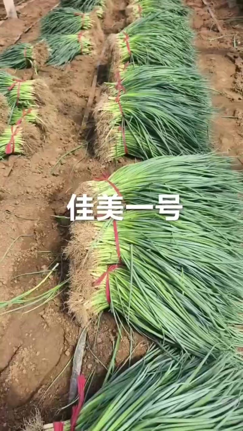 高端葱籽葱苗大量有货。欢迎有实力的老板合作。万亩苗床！