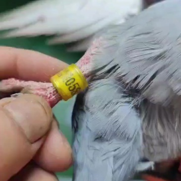 鸽子