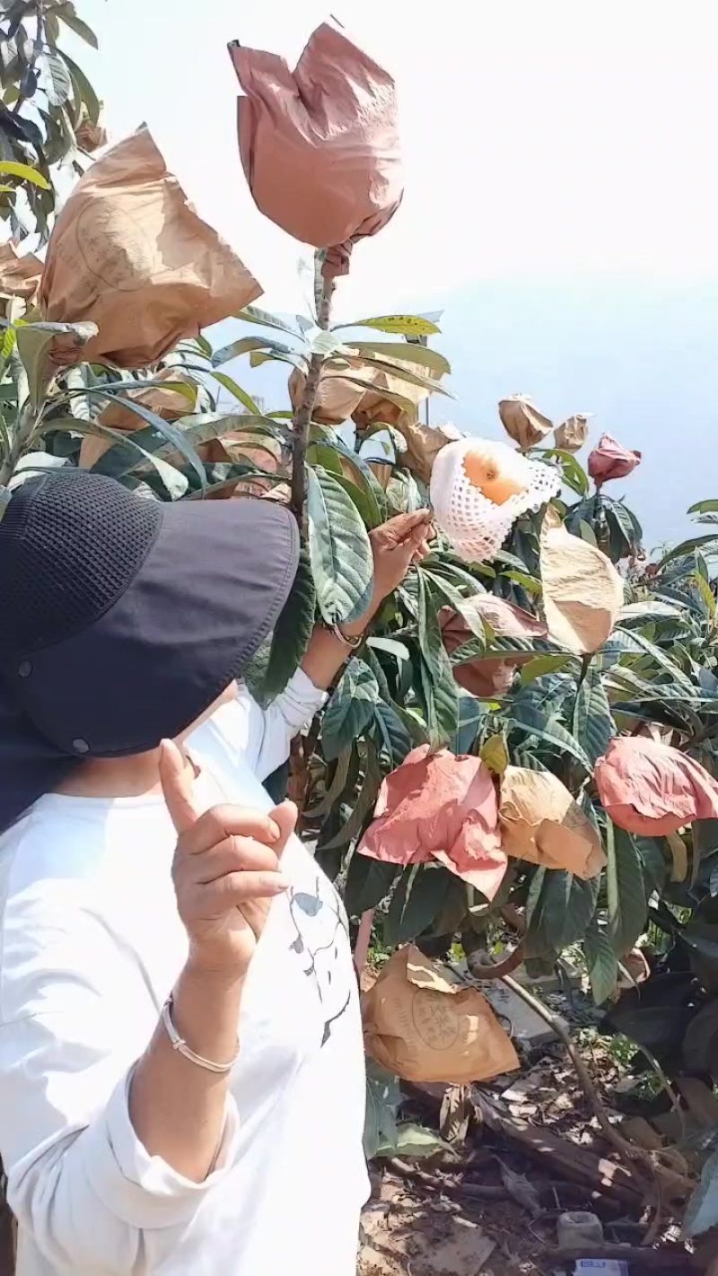 大五星枇杷，和川早枇杷