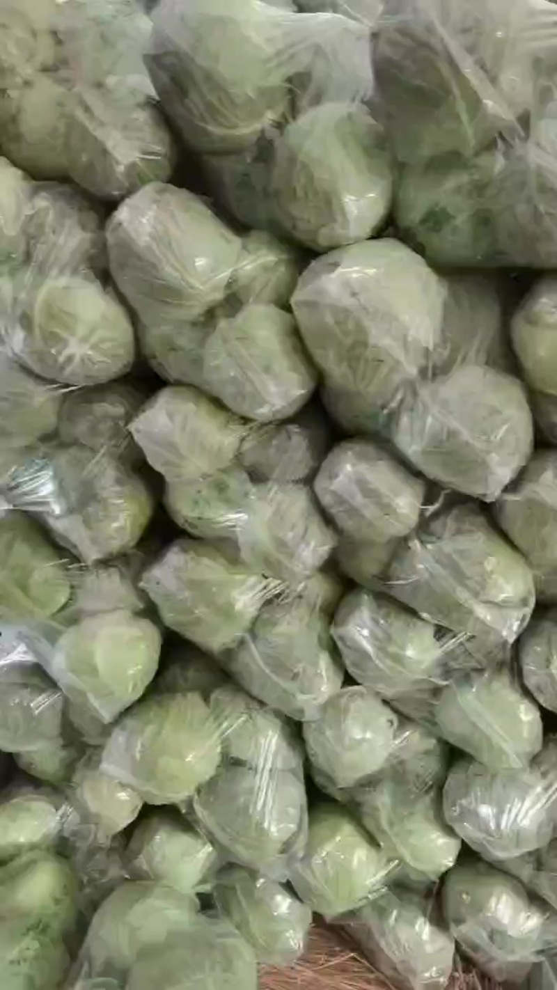 精品甘蓝