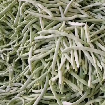 白芸豆