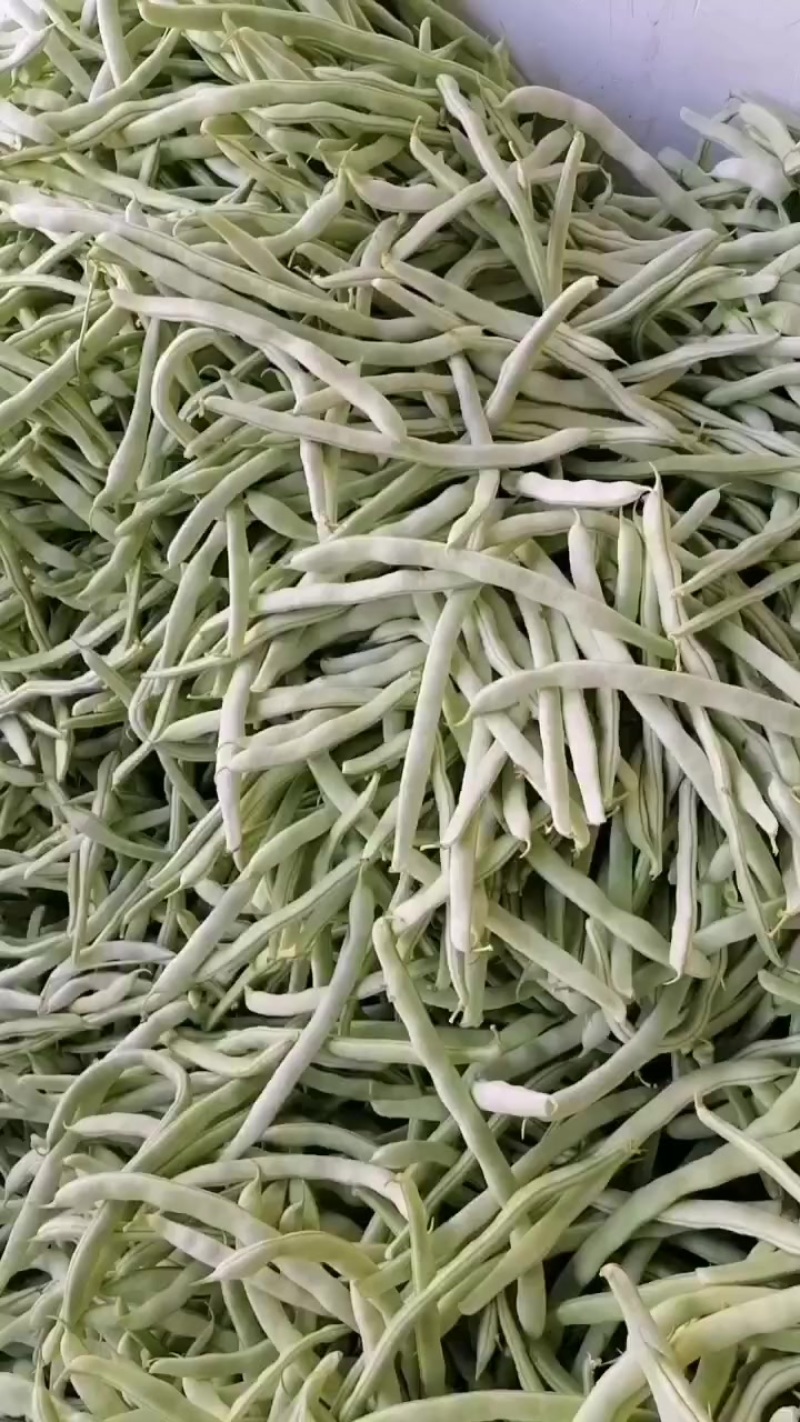 白芸豆