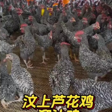 芦花鸡