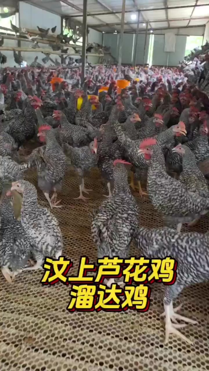 芦花鸡