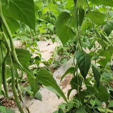 无丝豆批发供应