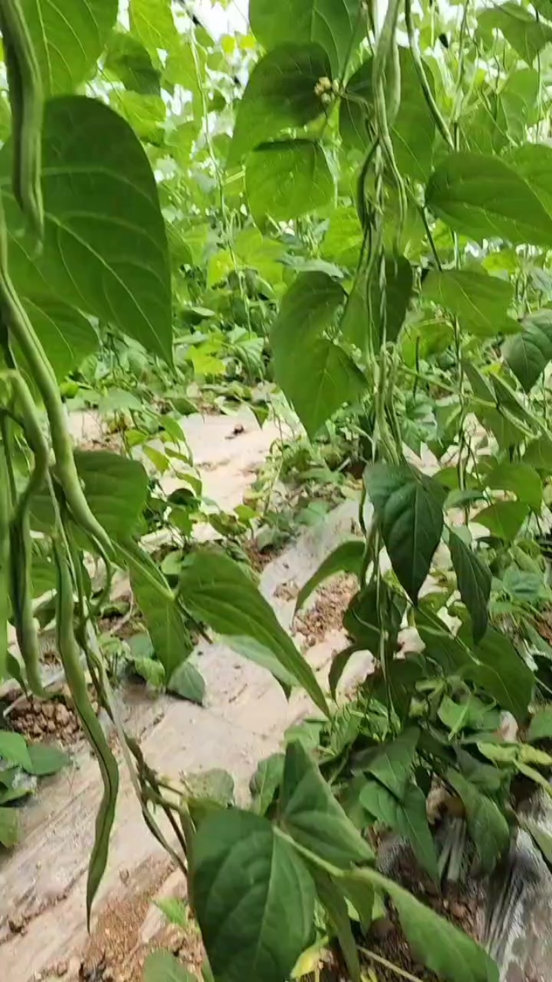 无丝豆批发供应