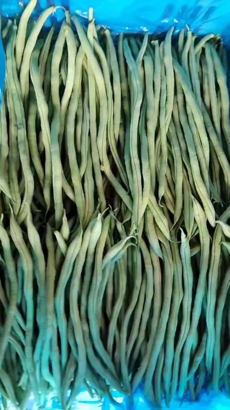无丝豆批发供应