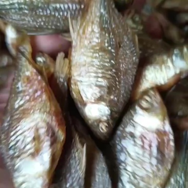 水煮鳑鲏，质量好，价格实惠