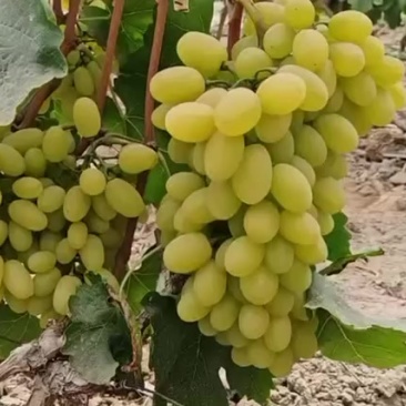 维多利亚青提