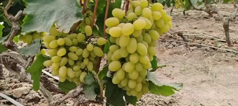维多利亚青提