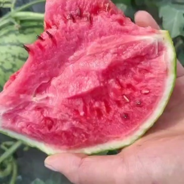 精品口口脆嘉秀6号