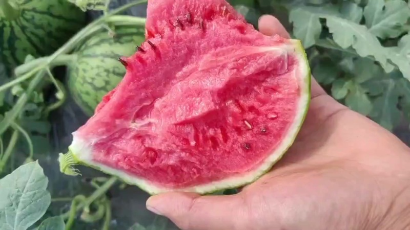 精品口口脆嘉秀6号