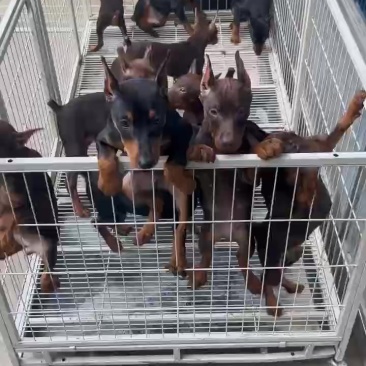 宠物犬