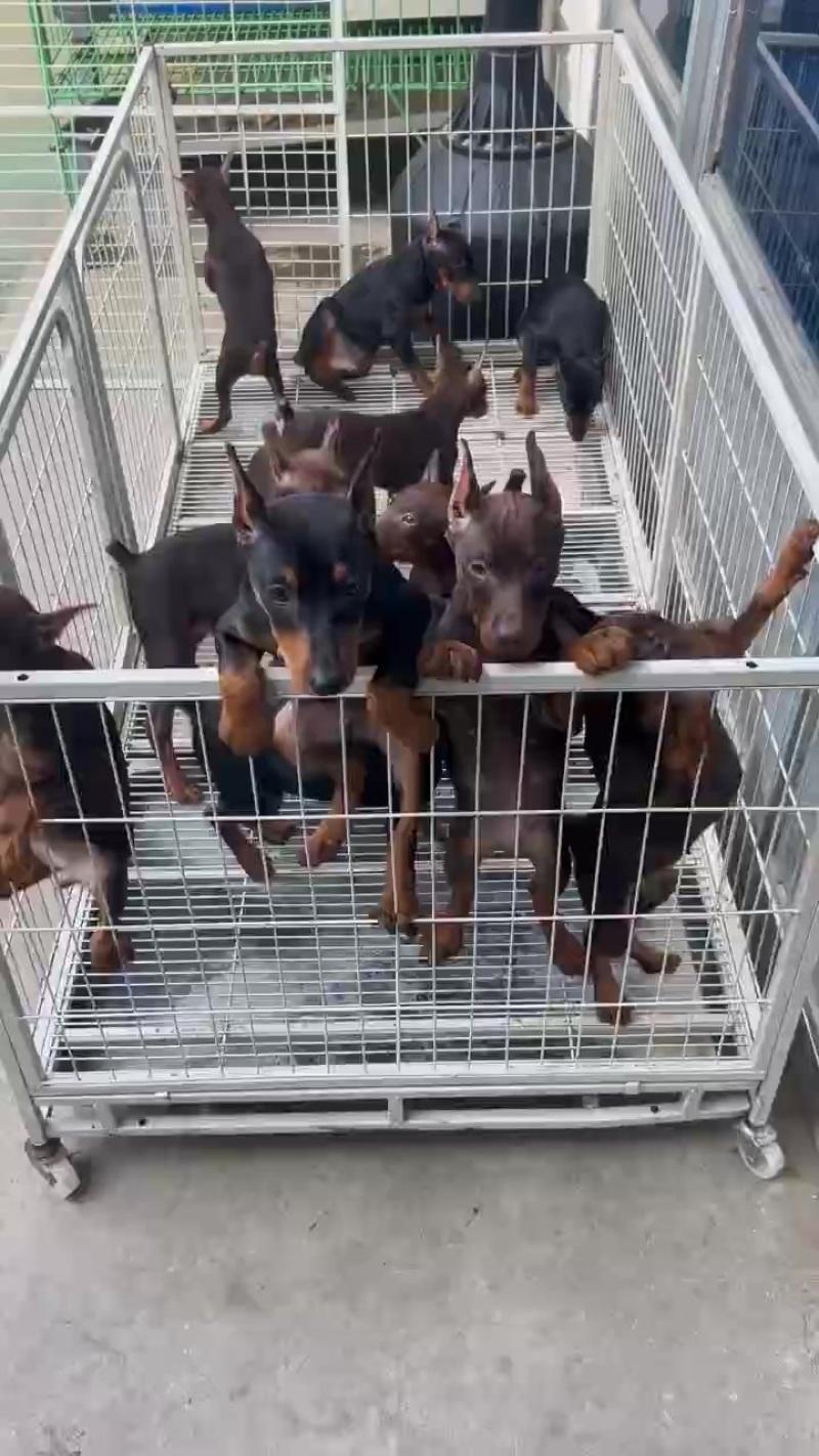 宠物犬