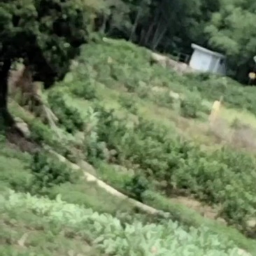 香水柠檬