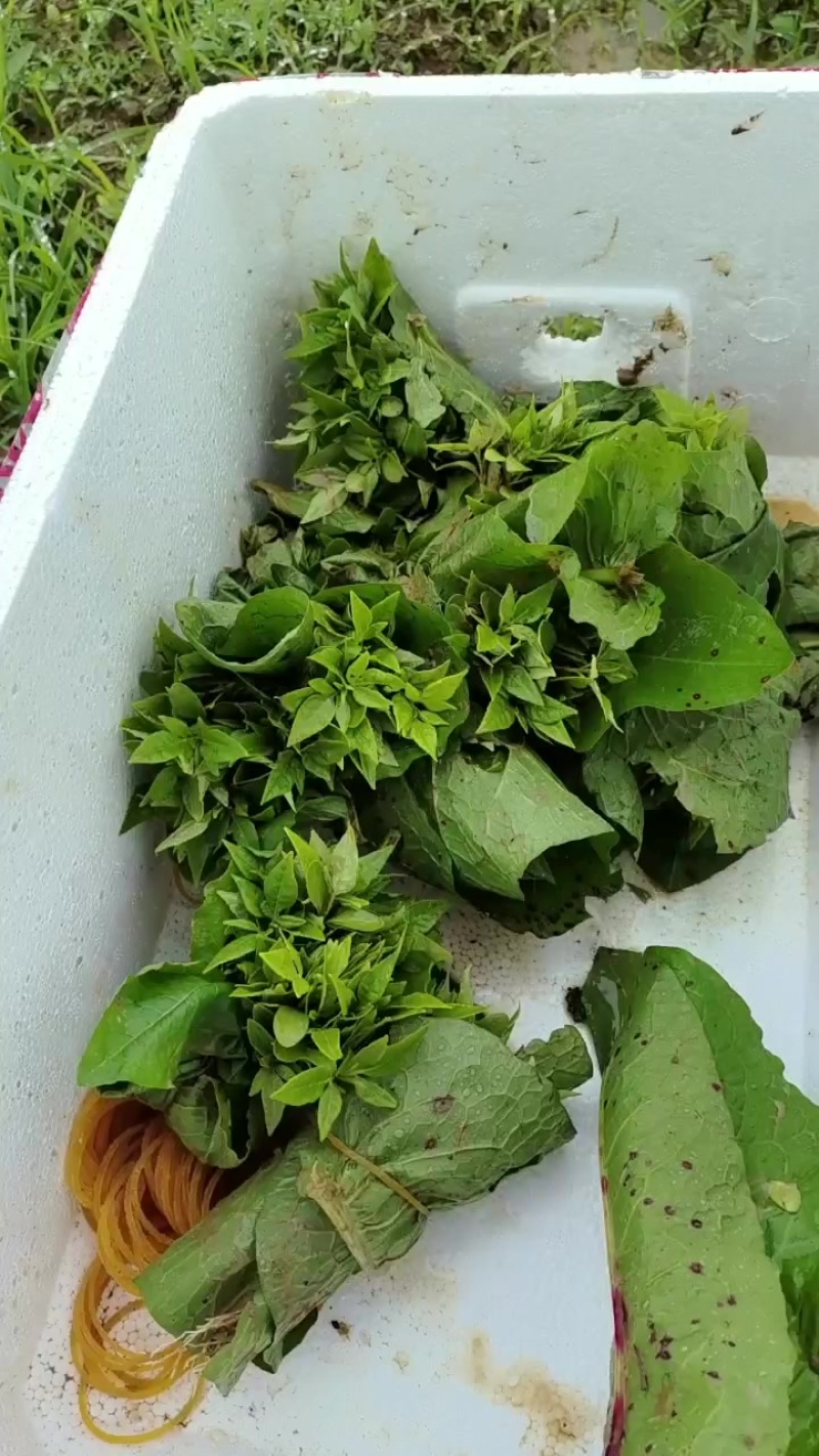 黄柏牙苗