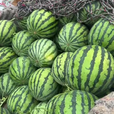 西瓜🍉🍉美都711大量上市